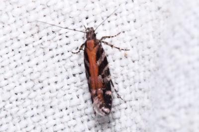 Aristotelia ericinella