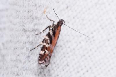Aristotelia ericinella