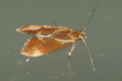 Metalampra italica