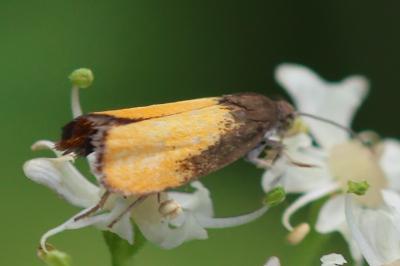 Pammene aurana