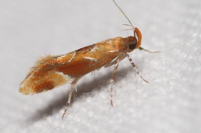 Epicallima formosella
