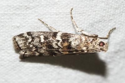 Dioryctria abietella