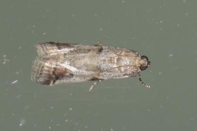 Acrobasis fallouella