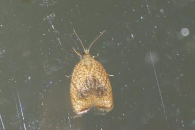 Acleris forsskaleana