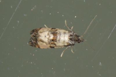 Cochylis atricapitana