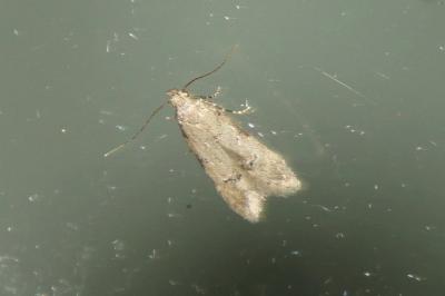 Teleiodes vulgella