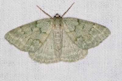 Pseudoterpna pruinata