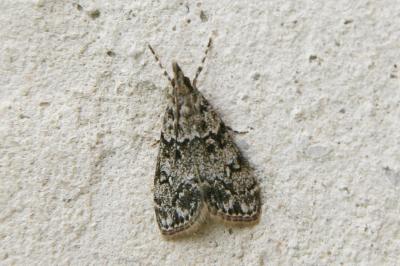 Eudonia lacustrata