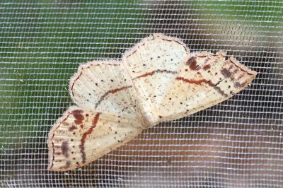 Cyclophora punctaria