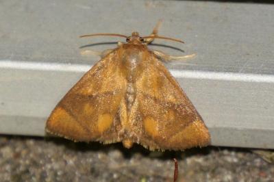 Apoda limacodes