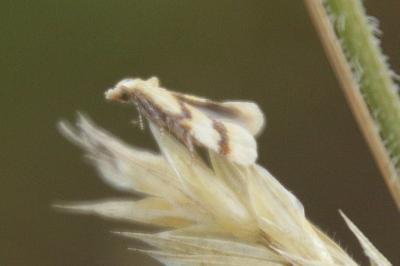 Aethes bilbaensis