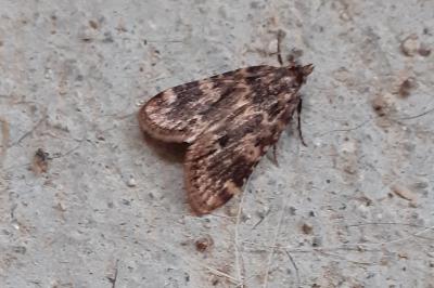 Aglossa caprealis