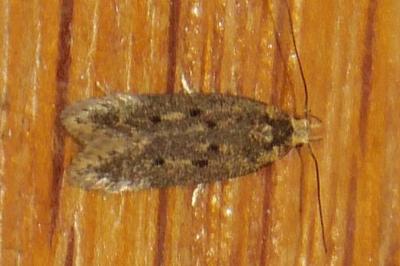 Hofmannophila pseudospretella