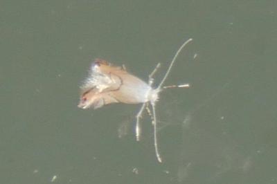 Phyllonorycter harrisella