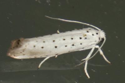 Yponomeuta padella