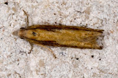 Eucosma obumbratana