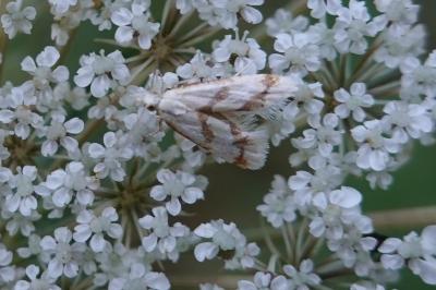 Aethes bilbaensis