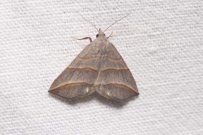 Colobochyla salicalis