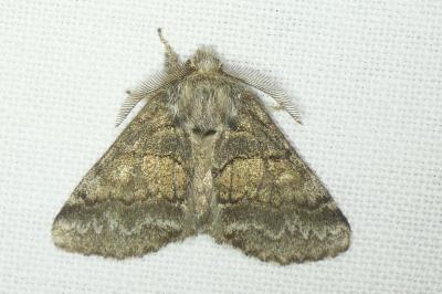 Gluphisia crenata