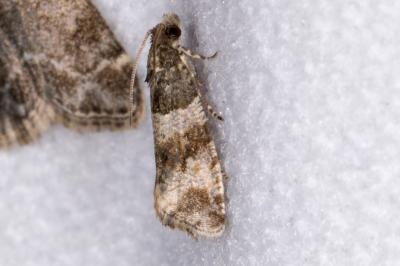 Lobesia abscisana