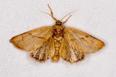 Apoda limacodes
