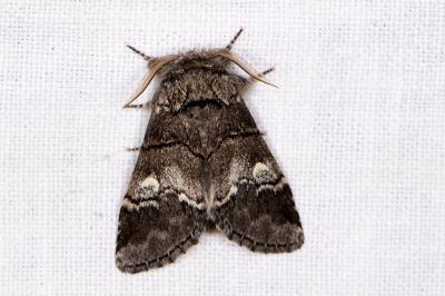 Drymonia querna