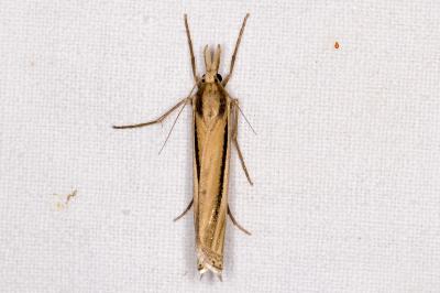 Ancylolomia tentaculella