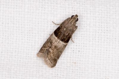 Elegia atrifasciella