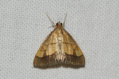 Evergestis limbata