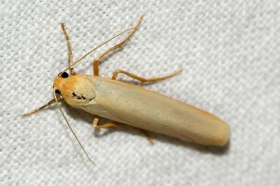 Eilema caniola