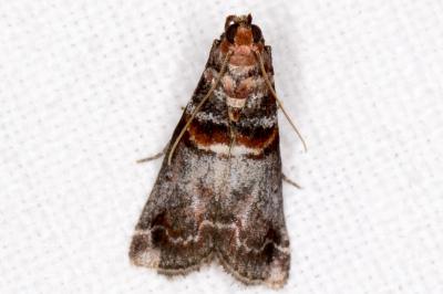 Acrobasis advenella