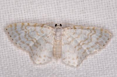 Asthena albulata
