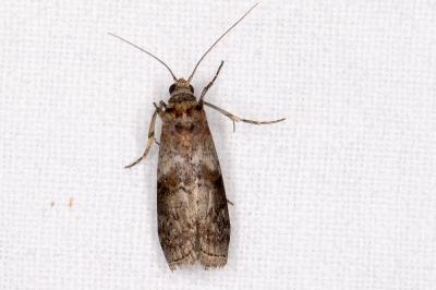 Phycita roborella
