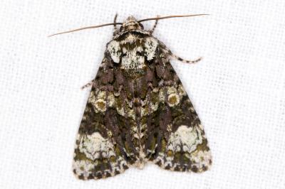 Craniophora ligustri