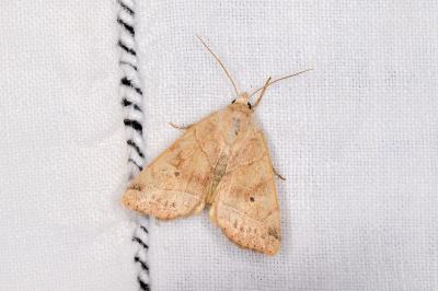 Cosmia trapezina