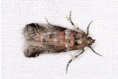 Acrobasis legatea