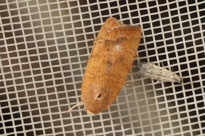 Noctua interjecta