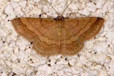 Scopula rubiginata