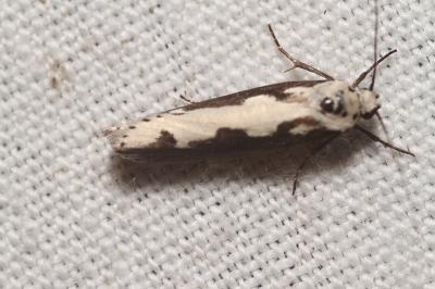 Ethmia bipunctella