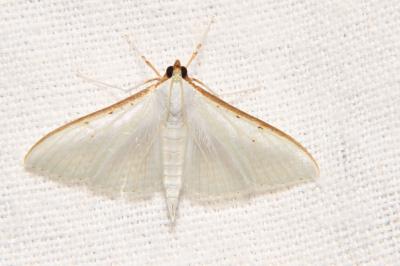 Palpita vitrealis