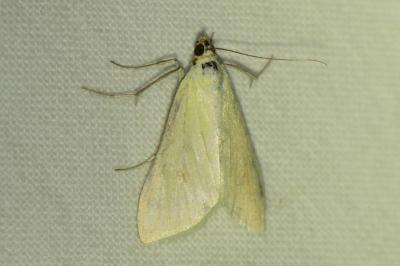 Sitochroa palealis