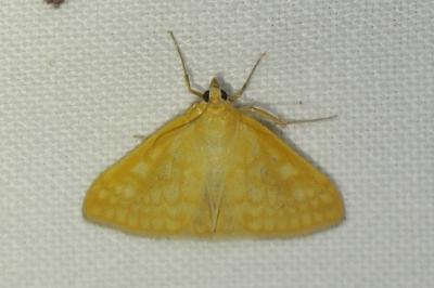 Sitochroa verticalis