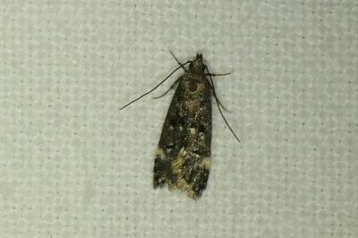 Dichomeris alacella