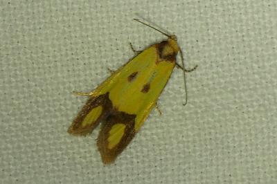 Agapeta zoegana