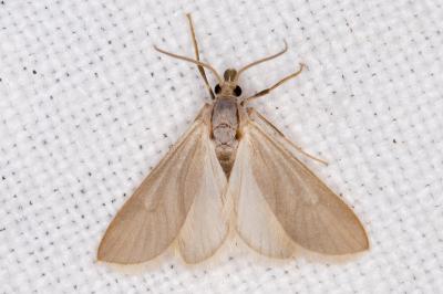 Acentria ephemerella