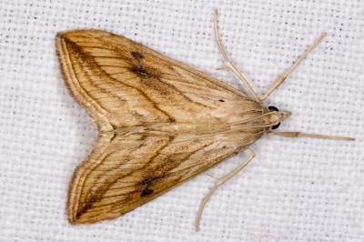 Evergestis forficalis