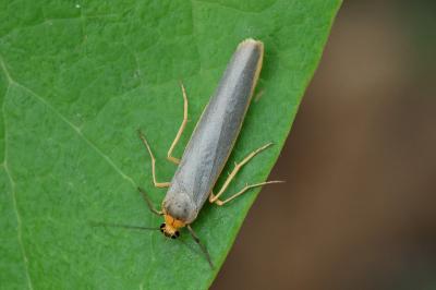 Manulea complana