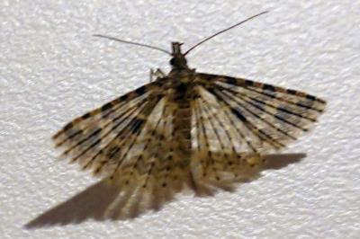 Alucita hexadactyla