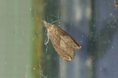 Dichrorampha simpliciana