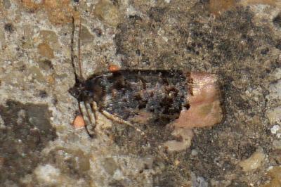 Metendothenia atropunctana